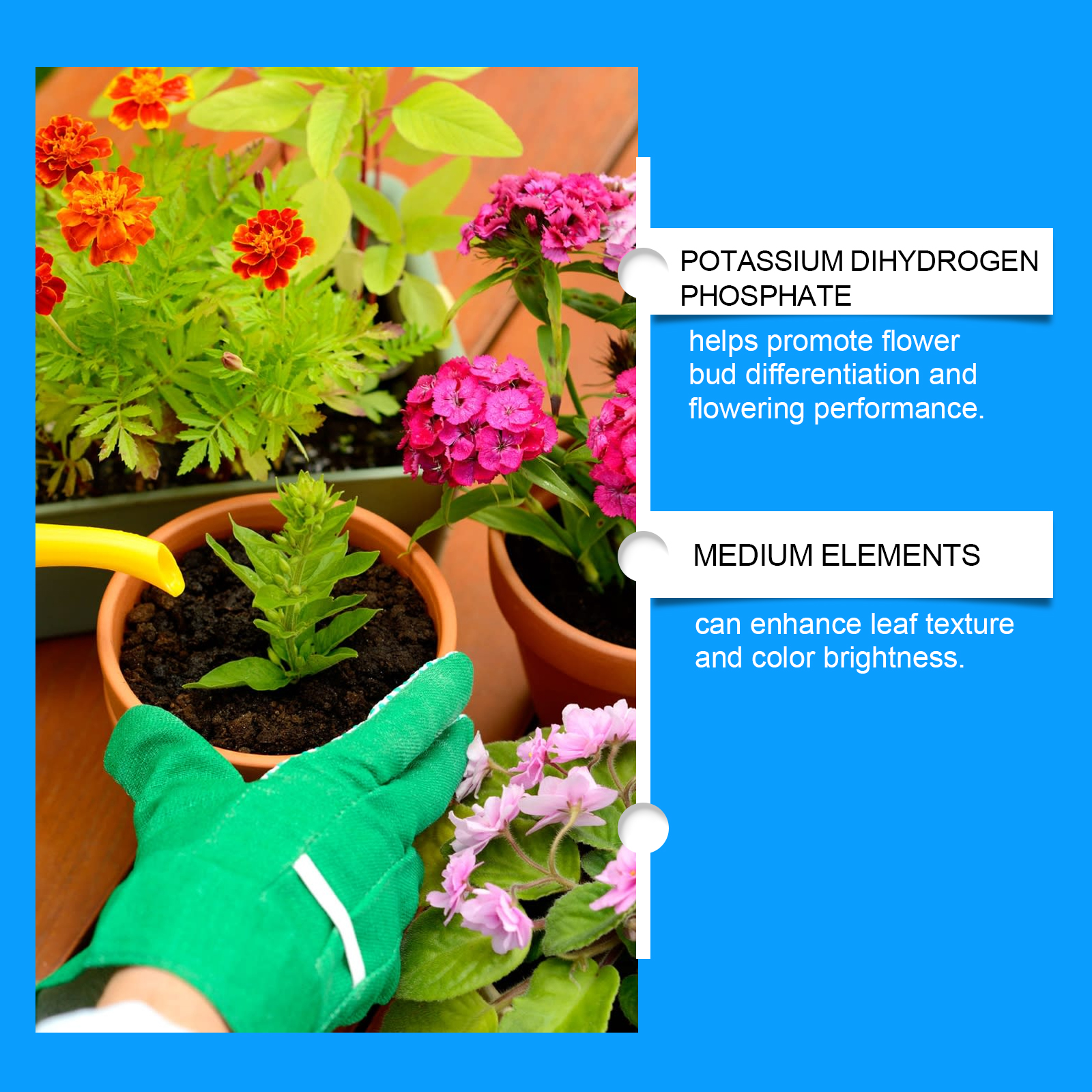 Flower Nutrient Solution Liqui - đánh giá và giá Nutrition & Fitness Hub