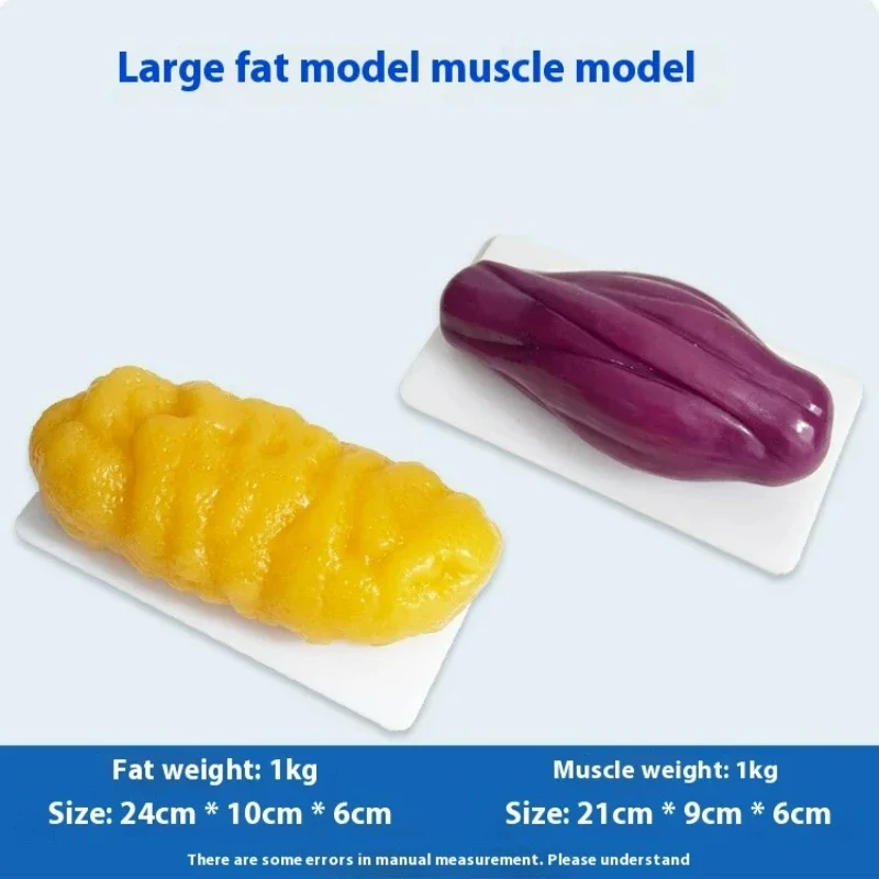 Human Muscle and Fat Replicas  - đánh giá và giá Nutrition Fitness Health