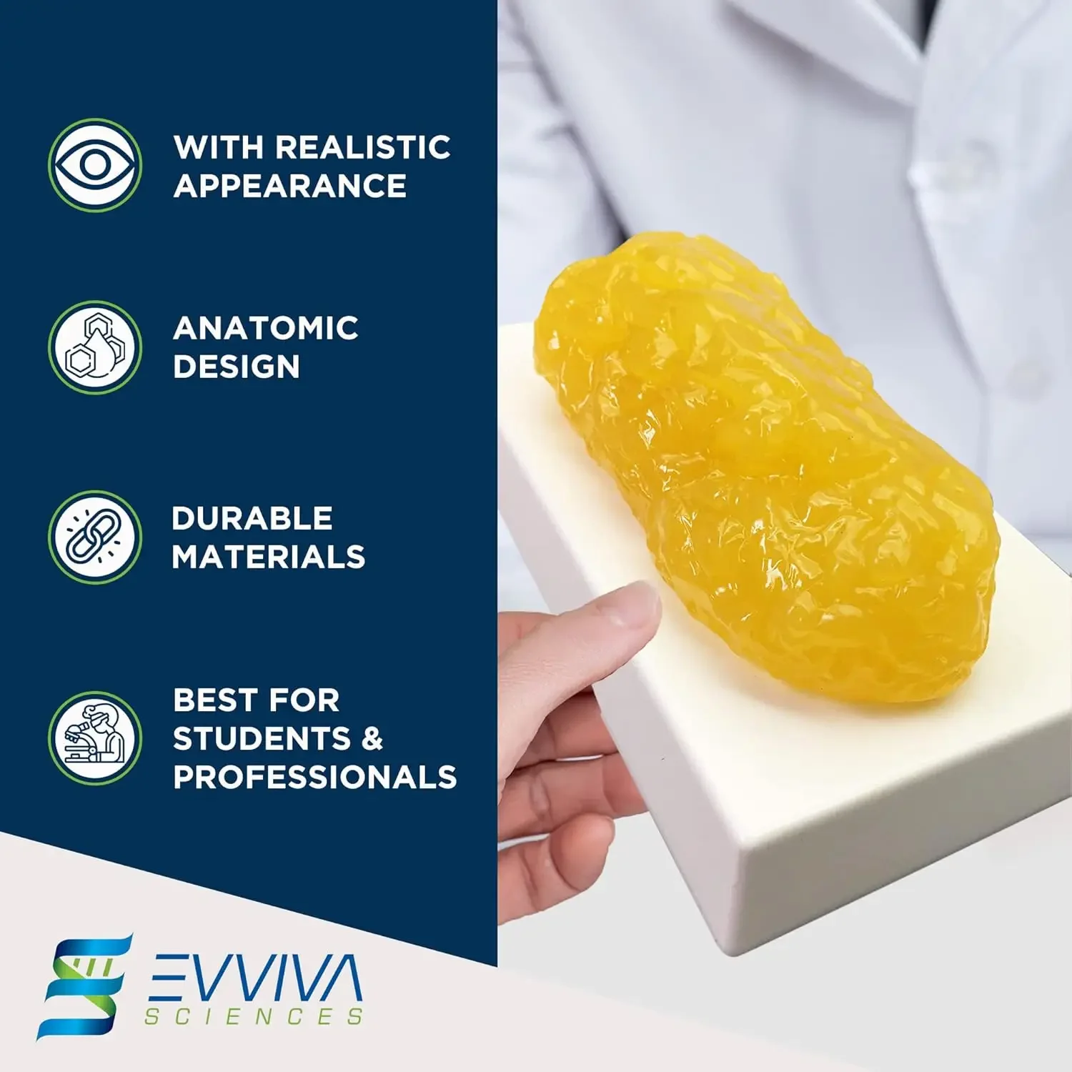 Human Muscle and Fat Replicas  - đánh giá và giá Nutrition Fitness Health