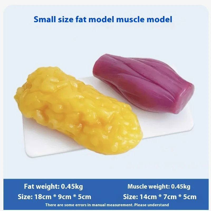 Human Muscle and Fat Replicas  - đánh giá và giá Nutrition Fitness Health